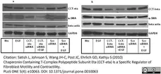 Anti CCT Beta Antibody, clone PK/8/4/4i/2F (PrecisionAb Monoclonal Antibody) gallery image 7