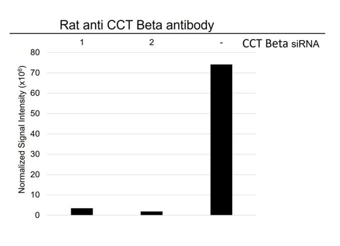 Anti CCT Beta Antibody, clone PK/8/4/4i/2F (PrecisionAb Monoclonal Antibody) gallery image 7