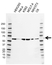 Anti CCT Epsilon Antibody, clone AB03/2D7 (PrecisionAb Monoclonal Antibody) thumbnail image 1