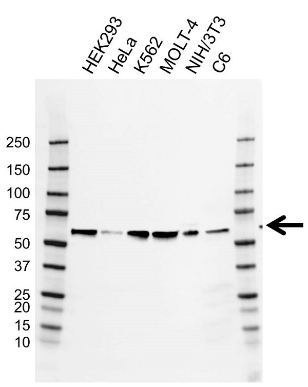 Anti CCT Epsilon Antibody, clone AB03/2D7 (PrecisionAb Monoclonal Antibody) gallery image 1