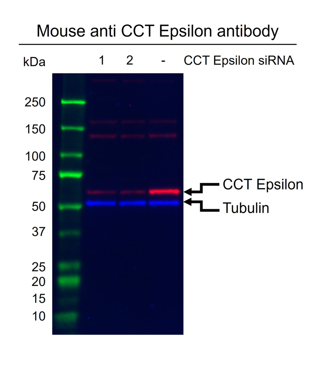 Anti CCT Epsilon Antibody, clone AB03/2D7 (PrecisionAb Monoclonal Antibody) gallery image 2
