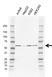 Anti CCT eta Antibody, clone AB01/2D1 (PrecisionAb Monoclonal Antibody) thumbnail image 1