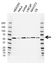Anti CCT8 Antibody, clone AB01/1C4 (PrecisionAb Monoclonal Antibody) thumbnail image 1