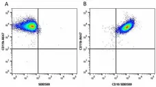 Anti Human CD10 Antibody, clone SN5c gallery image 12