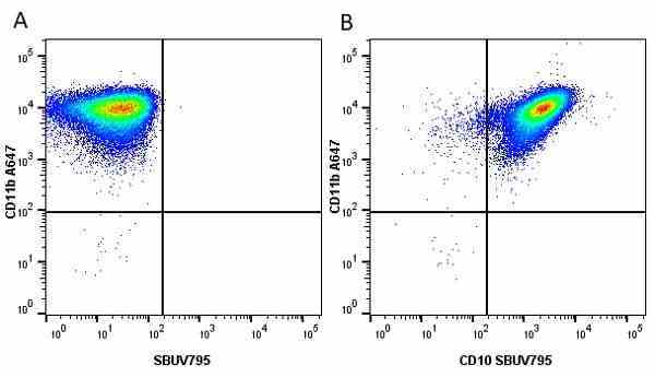 Anti Human CD10 Antibody, clone SN5c gallery image 12