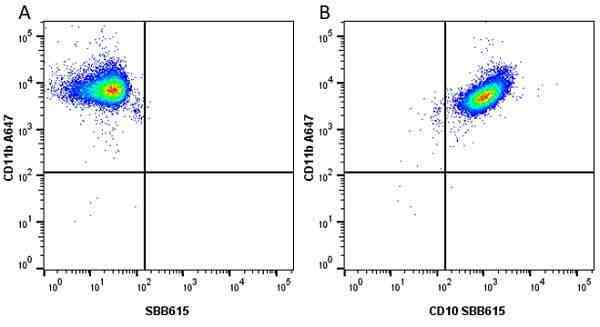 Anti Human CD10 Antibody, clone SN5c gallery image 14