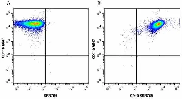 Anti Human CD10 Antibody, clone SN5c gallery image 15