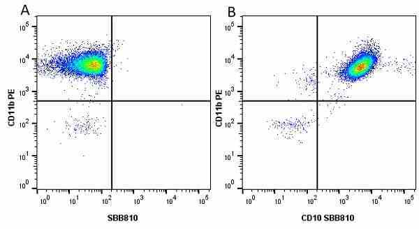 Anti Human CD10 Antibody, clone SN5c gallery image 17