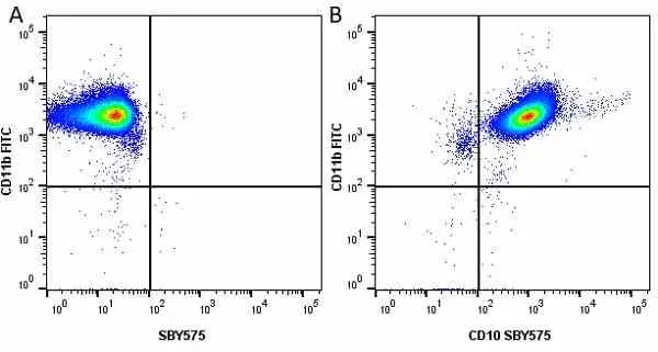 Anti Human CD10 Antibody, clone SN5c gallery image 17