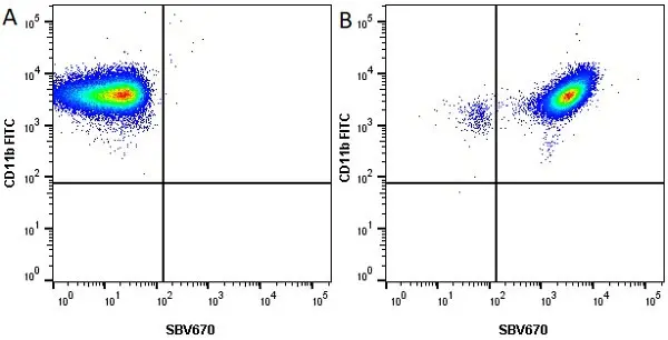 Anti Human CD10 Antibody, clone SN5c gallery image 2