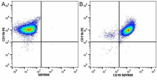 Anti Human CD10 Antibody, clone SN5c gallery image 21