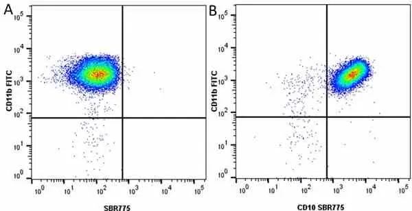 Anti Human CD10 Antibody, clone SN5c gallery image 22