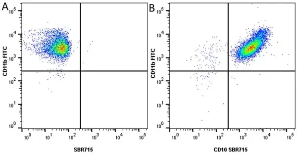 Anti Human CD10 Antibody, clone SN5c gallery image 25