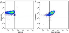 Anti Human CD10 Antibody, clone SN5c gallery image 3