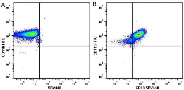 Anti Human CD10 Antibody, clone SN5c gallery image 3