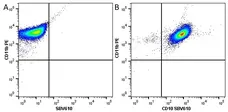 Anti Human CD10 Antibody, clone SN5c gallery image 4