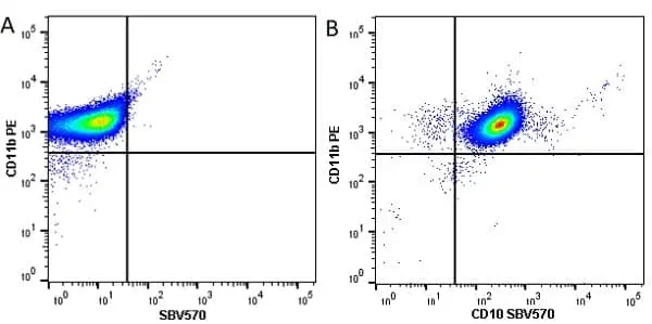 Anti Human CD10 Antibody, clone SN5c gallery image 5