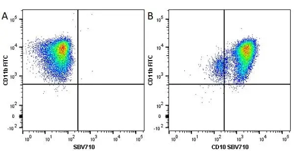 Anti Human CD10 Antibody, clone SN5c gallery image 6