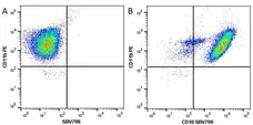 Anti Human CD10 Antibody, clone SN5c gallery image 7