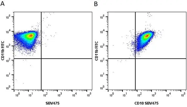 Anti Human CD10 Antibody, clone SN5c gallery image 8