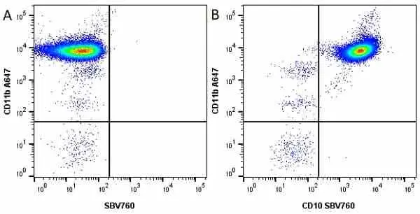 Anti Human CD10 Antibody, clone SN5c gallery image 9