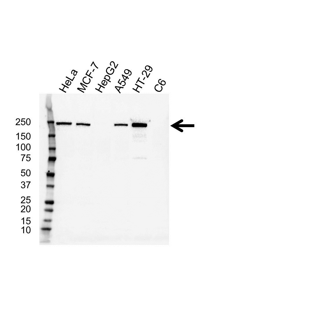 Anti CD104 Antibody (PrecisionAb Monoclonal Antibody) gallery image 1