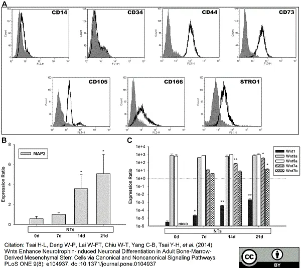 Anti Human CD105 Antibody, clone SN6 gallery image 11