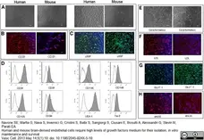 Anti Human CD105 Antibody, clone SN6 gallery image 12