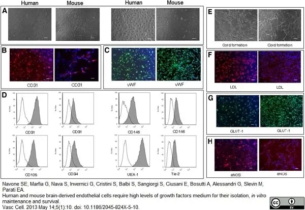 Anti Human CD105 Antibody, clone SN6 gallery image 12