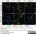 Anti Human CD105 Antibody, clone SN6 thumbnail image 25