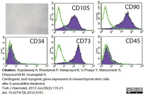 Anti Human CD105 Antibody, clone SN6 gallery image 25