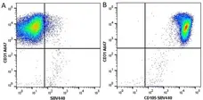 Anti Human CD105 Antibody, clone SN6 gallery image 26