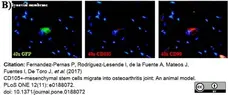 Anti Human CD105 Antibody, clone SN6 gallery image 35