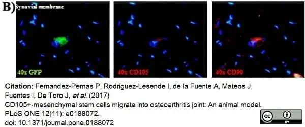 Anti Human CD105 Antibody, clone SN6 gallery image 35