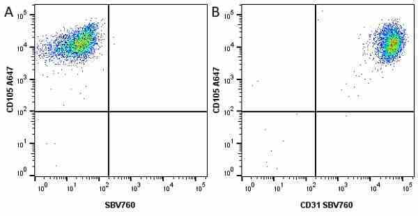 Anti Human CD105 Antibody, clone SN6 gallery image 45