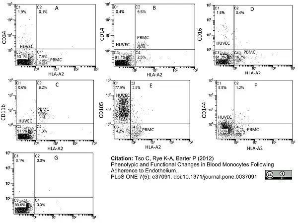 Anti Human CD105 Antibody, clone SN6 gallery image 5