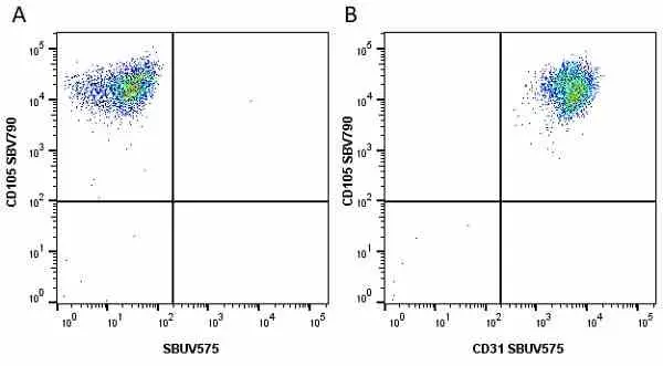 Anti Human CD105 Antibody, clone SN6 gallery image 55