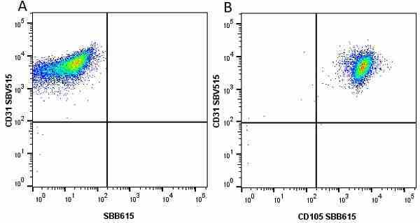 Anti Human CD105 Antibody, clone SN6 gallery image 61