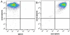 Anti Human CD105 Antibody, clone SN6 gallery image 63