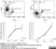 Anti Human CD105 Antibody, clone SN6 thumbnail image 7