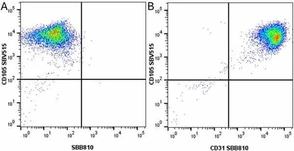Anti Human CD105 Antibody, clone SN6 gallery image 73