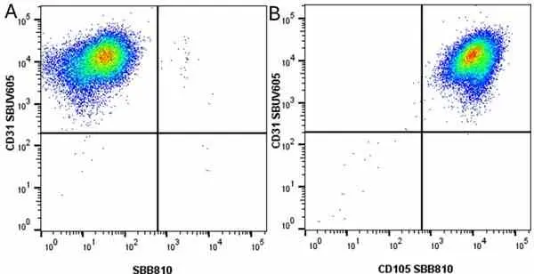Anti Human CD105 Antibody, clone SN6 gallery image 74