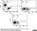 Anti Human CD105 Antibody, clone SN6 thumbnail image 8
