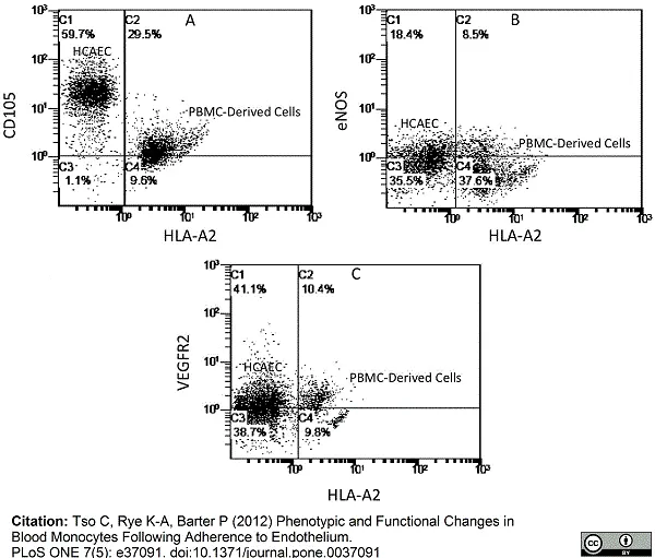 Anti Human CD105 Antibody, clone SN6 gallery image 8