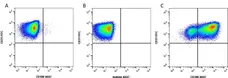 Anti Human CD106 Antibody, clone 1.G11B1 gallery image 1