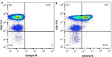 Anti Human CD107a Antibody, clone H4A3 gallery image 3