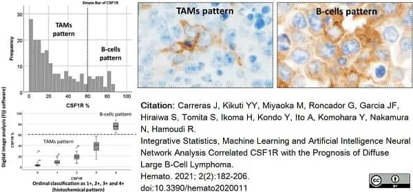 Anti Human CD115/CSF1R Antibody, clone FER216 gallery image 10