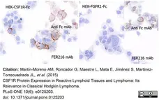 Anti Human CD115/CSF1R Antibody, clone FER216 gallery image 3