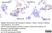 Anti Human CD115/CSF1R Antibody, clone FER216 thumbnail image 3