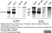 Anti Human CD115/CSF1R Antibody, clone FER216 thumbnail image 5